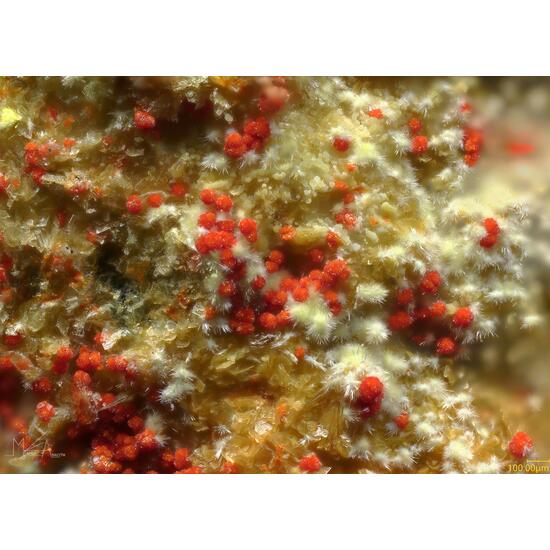 Umohoite & Calcurmolite