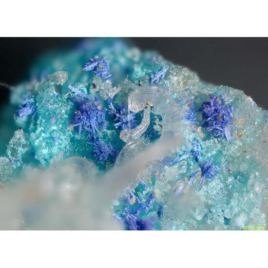 Bojarite