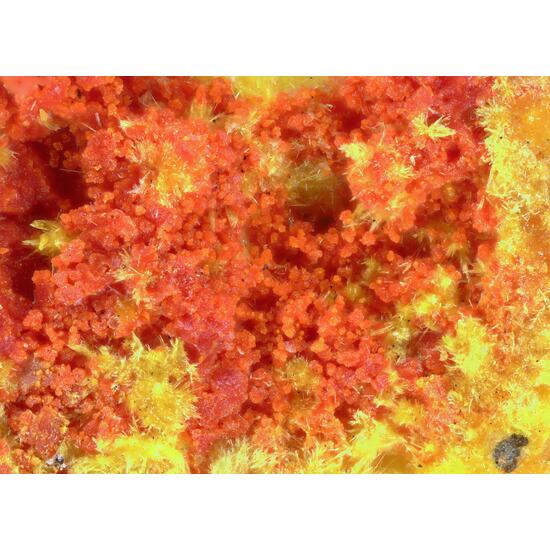 Umohoite & Vanmeersscheite