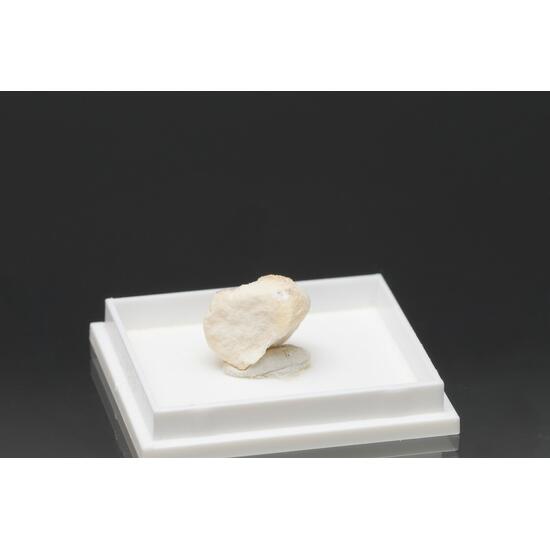 Lüneburgite