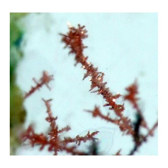 Native Copper In Gypsum