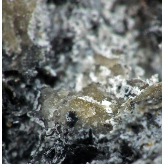 Ca-bearing Queitite & Alamosite