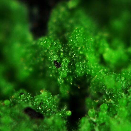 Conichalcite On Smolyaninovite & Chrysocolla