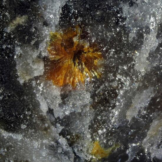 Scheuchzerite