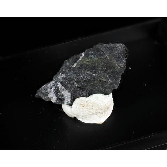 Cortesognoite