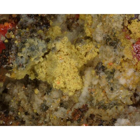 Dorallcharite