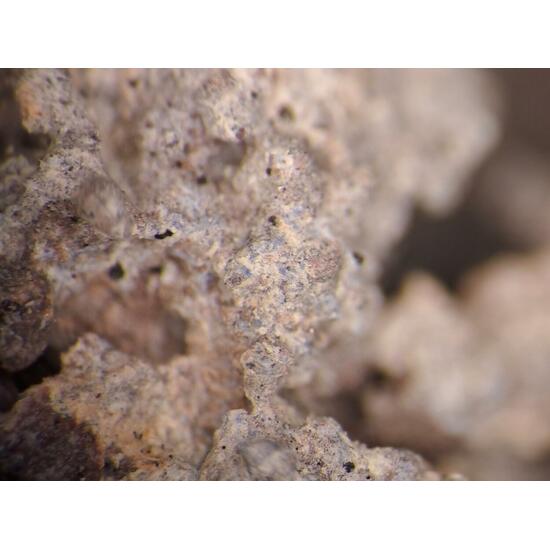 Nickenichite