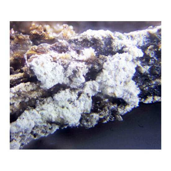 Hexahydrite & Halite