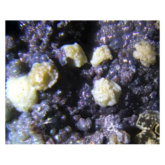 Kolovratite