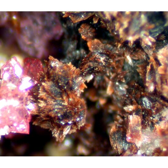 Serrabrancaite Strengite Bermanite & Phosphosiderite