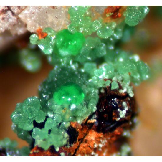 Zincolivenite & Conichalcite