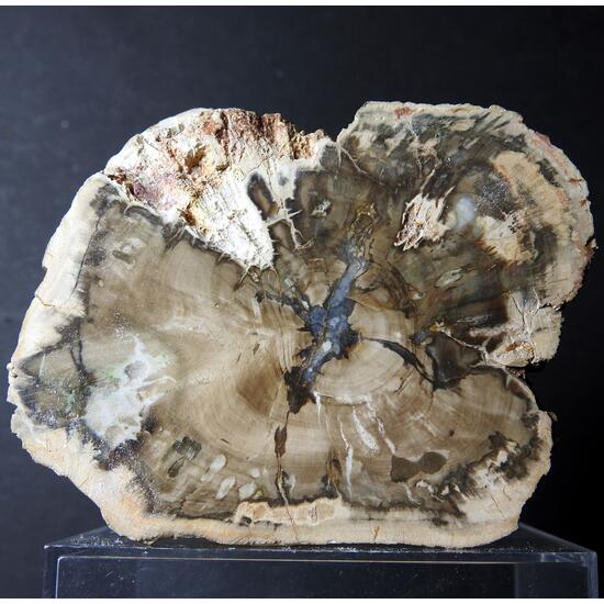 Petrified Wood