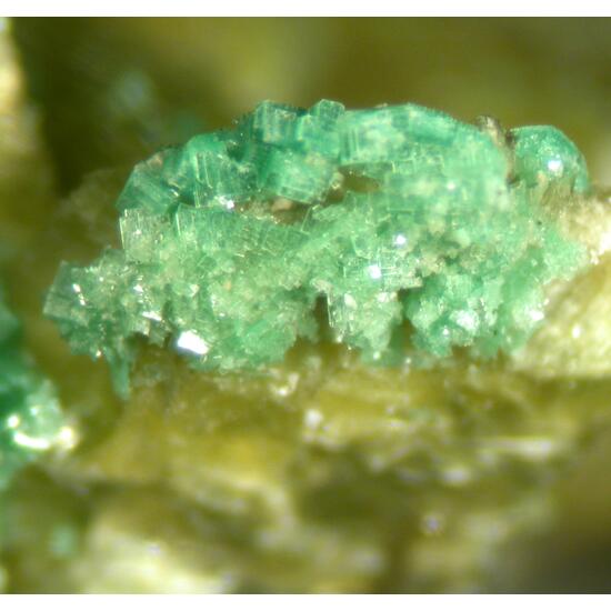 Autunite & Torbernite