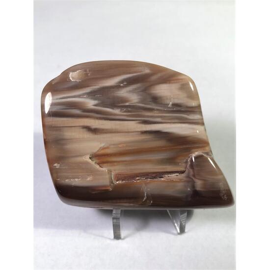 Petrified Wood