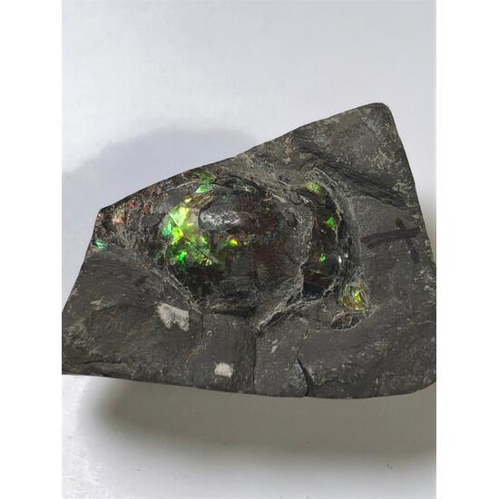 Ammolite