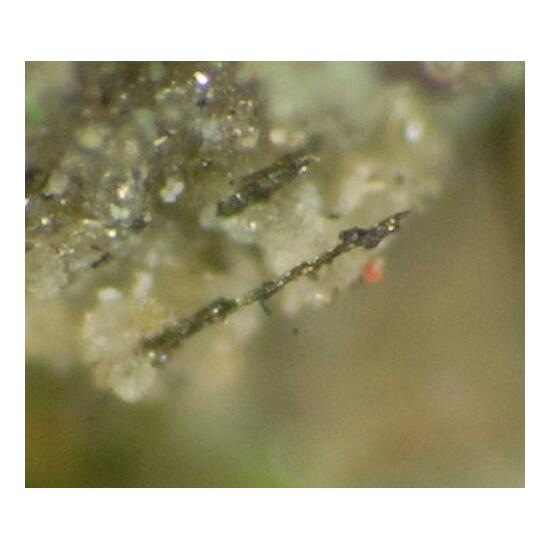 Pseudolyonsite
