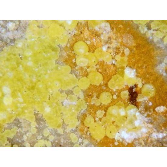 Boltwoodite