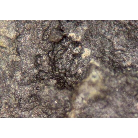 Uraninite