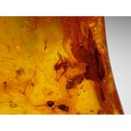 Amber With Insect