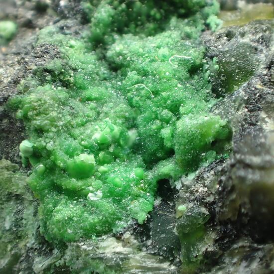 Hellyerite & Zaratite