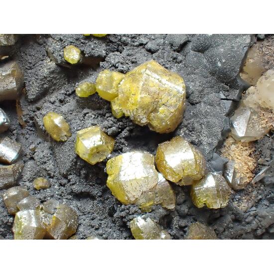Campylite