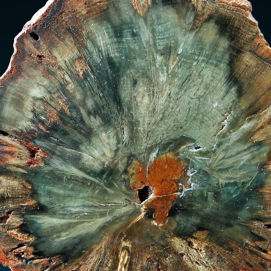 Petrified Wood