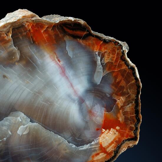 Petrified Wood