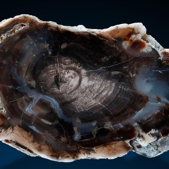 Petrified Wood