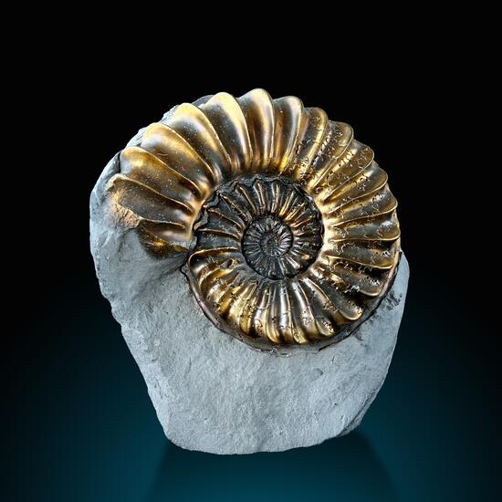 Pyritised Ammonite