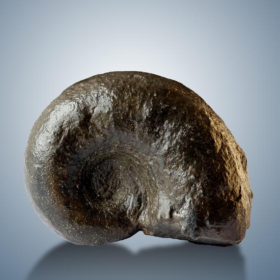 Fossil