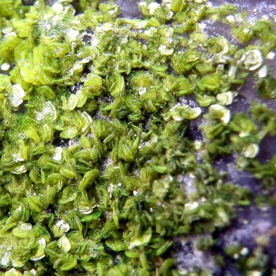 Autunite