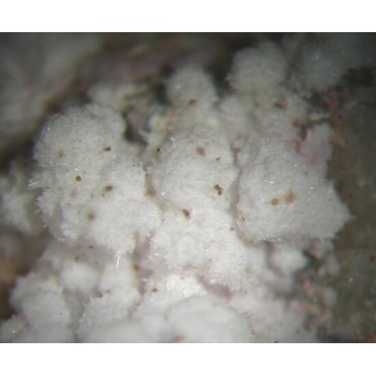 Wendwilsonite Monohydrocalcite & Phaunouxite