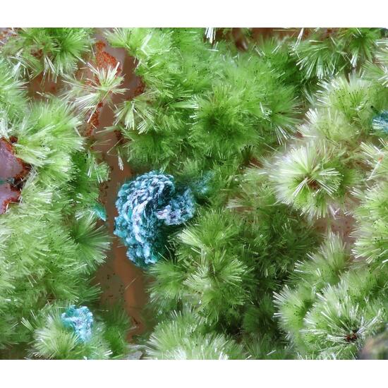 Cornwallite & Agardite-(Ce)