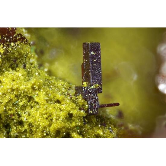 Beaverite-(Cu) Cuprite & Antlerite