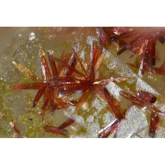 Carminite