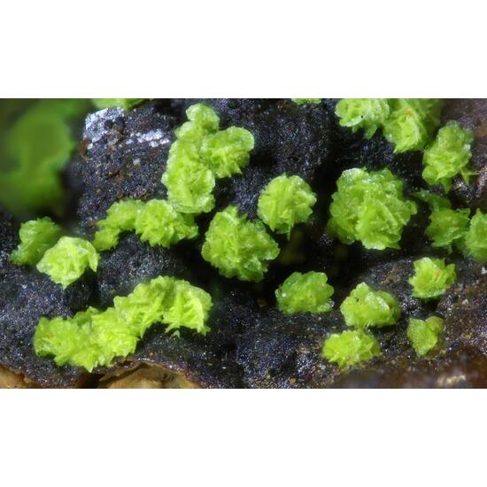 Fornacite