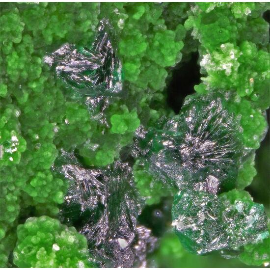 Paratacamite-(Ni) & Glaukosphaerite