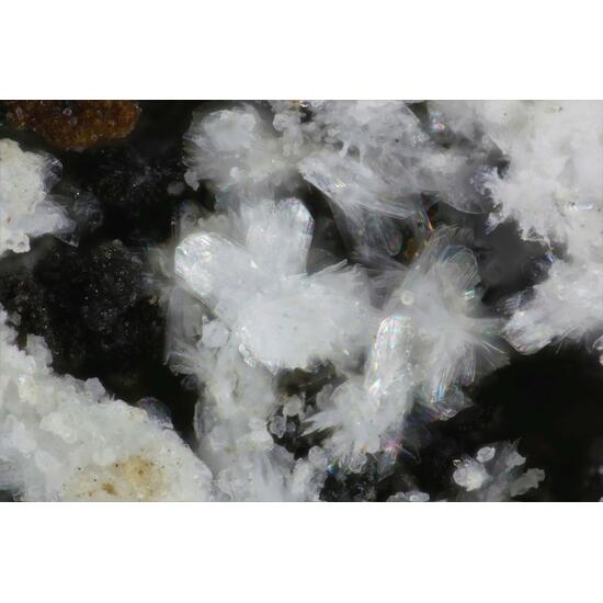 Penriceite Tomsquarryite & Elliottite