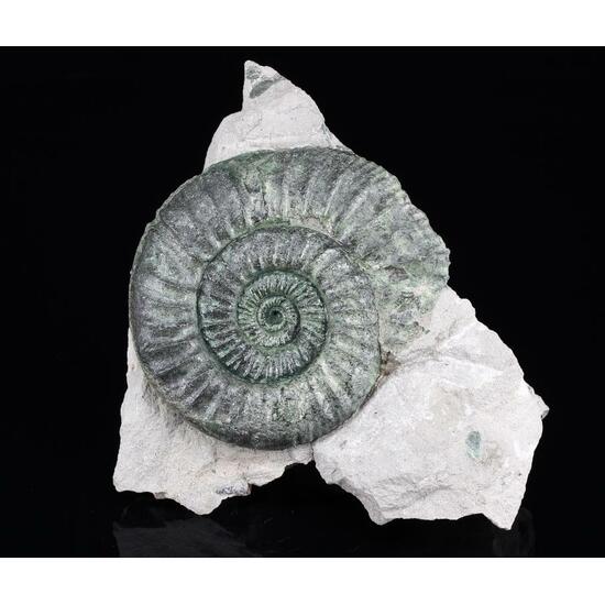 Glauconite Psm Ammonite