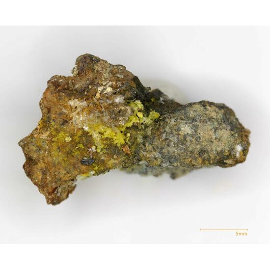 Joliotite