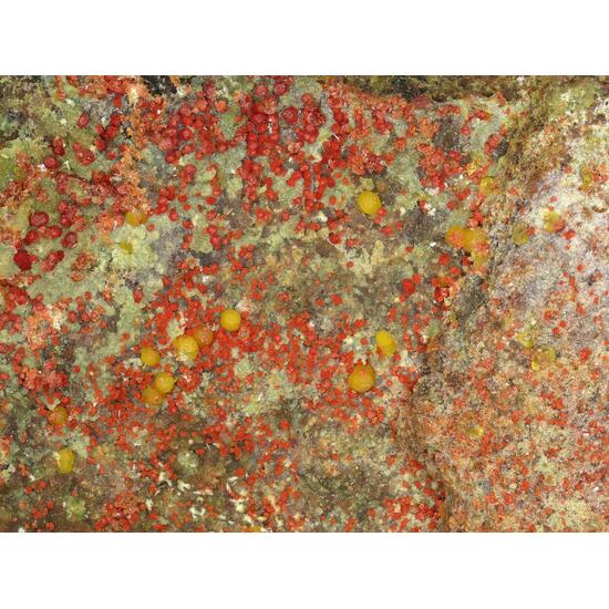 Umohoite & Calcurmolite