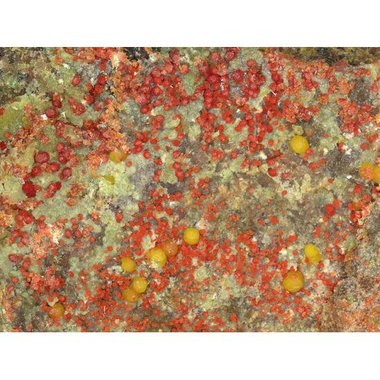Umohoite & Calcurmolite