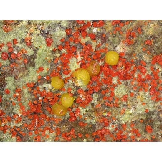 Umohoite & Calcurmolite