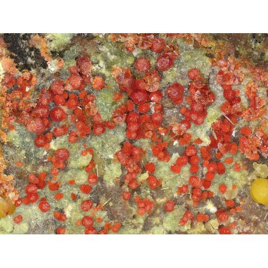 Umohoite & Calcurmolite