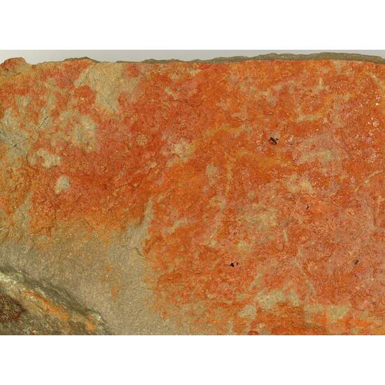 Umohoite
