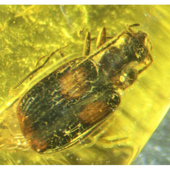 Amber With Beetle Inclusions