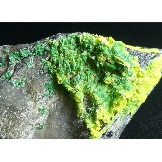 Autunite & Torbernite