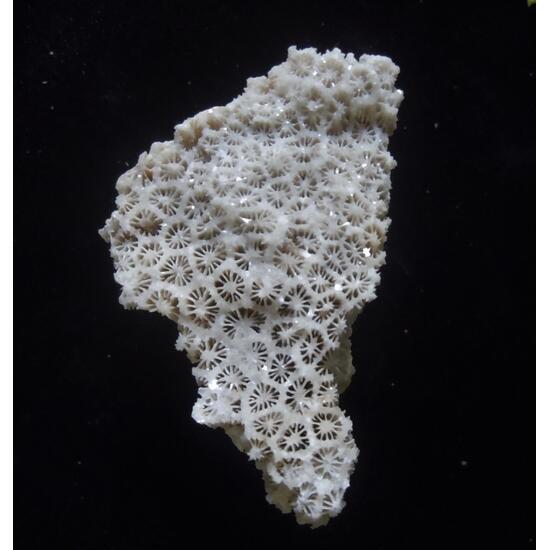 Coral Fossil