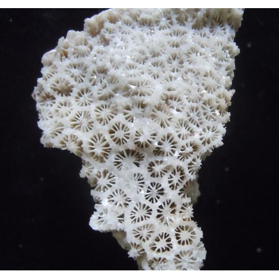 Coral Fossil