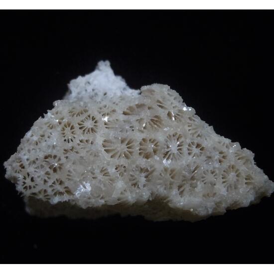 Coral Fossil